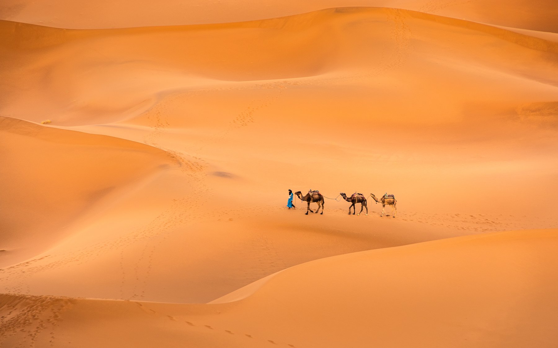 Sahara, Maroc, Camels, Sand, Prybinski Miroslaw