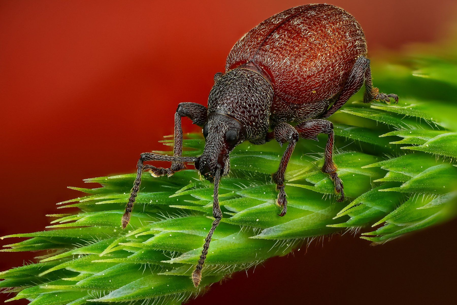 жук макро природа красный цвет зеленый растение, Андрей Шаповалов