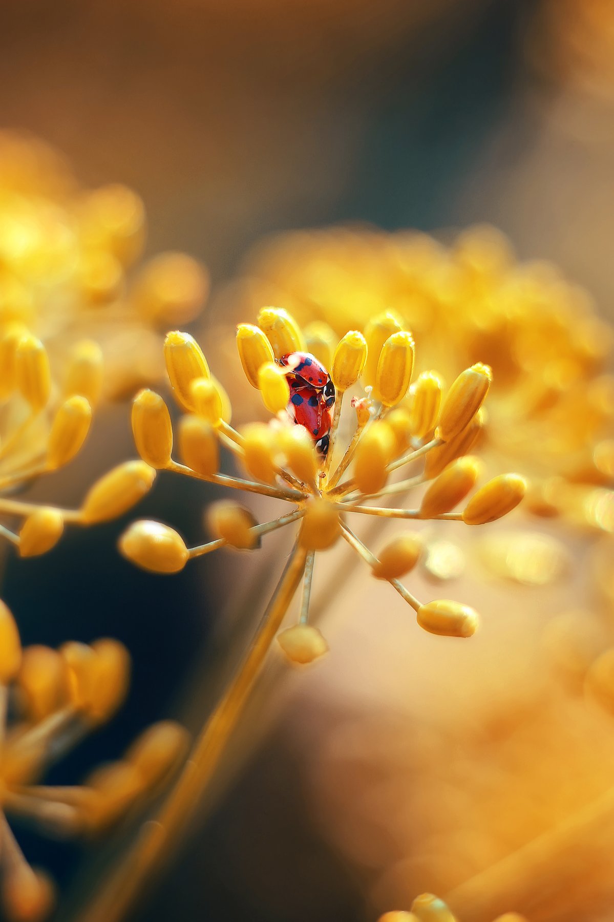 macro insects helios44-2 helios, Анастасия Колесникова