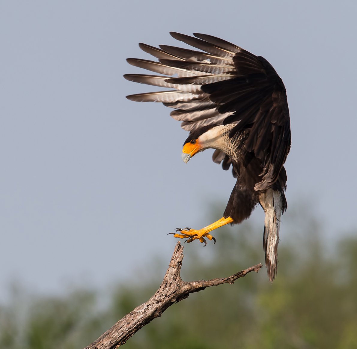 каракара, crested caracara, caracara, tx, texas, хищные птицы, Elizabeth Etkind