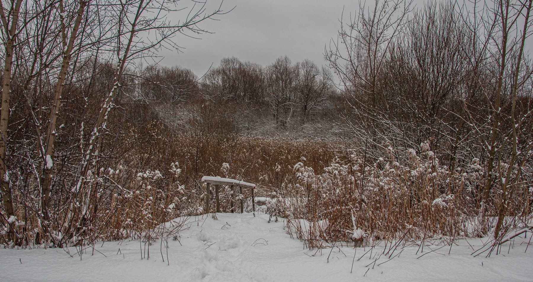 пейзаж, кулебаки, landscape, winter, зима, деревья, снег, snow, камыш, Владимир Васильев