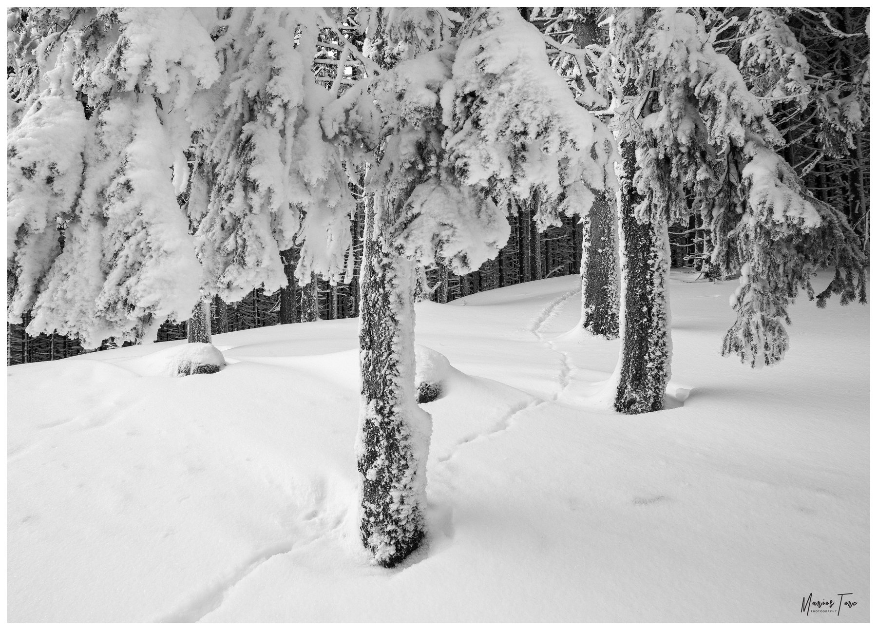 trees,frozen,winter,ice,nature,, Marius Turc
