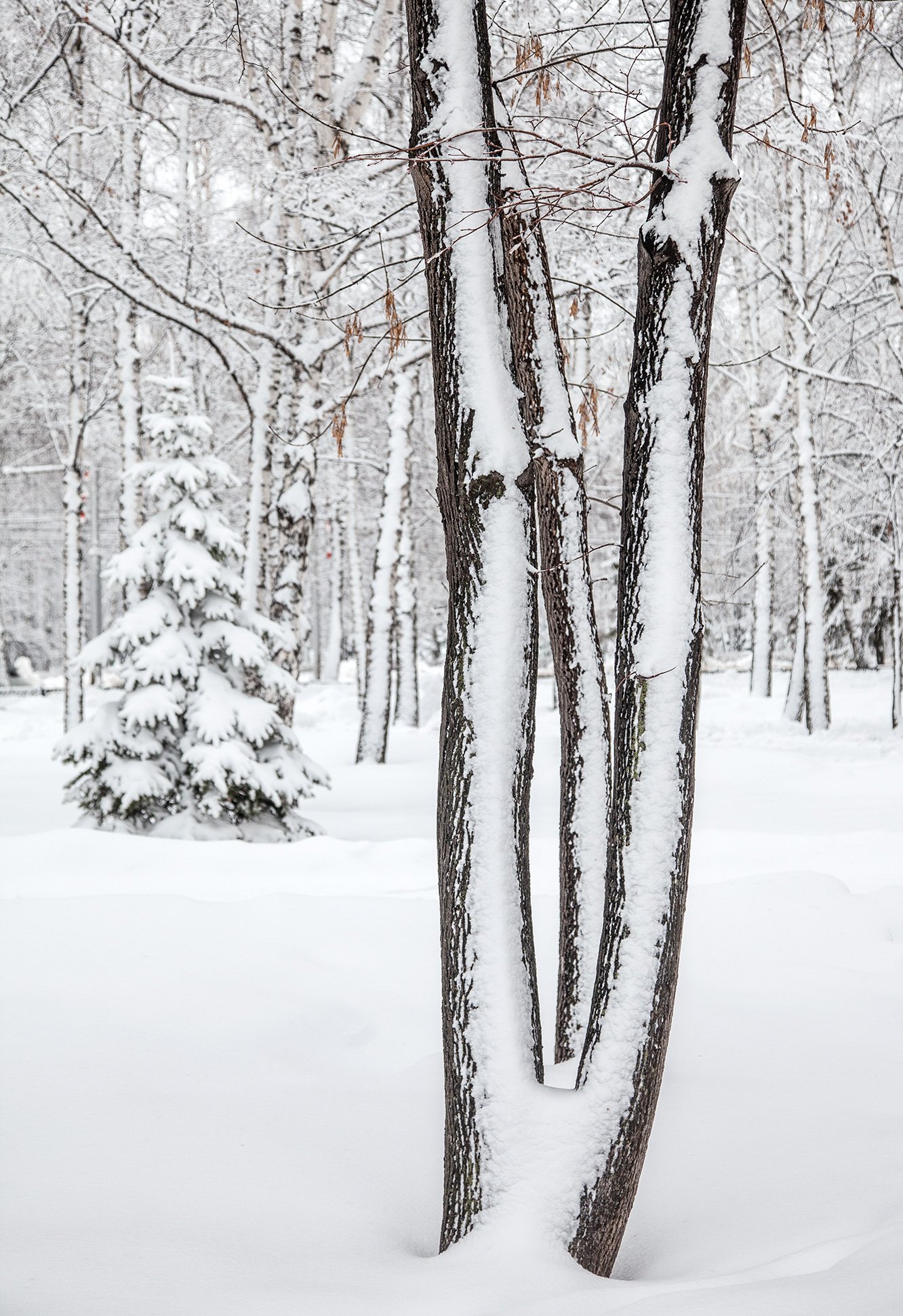 снег,зима,пейзаж,деревья, Тамара Андреева