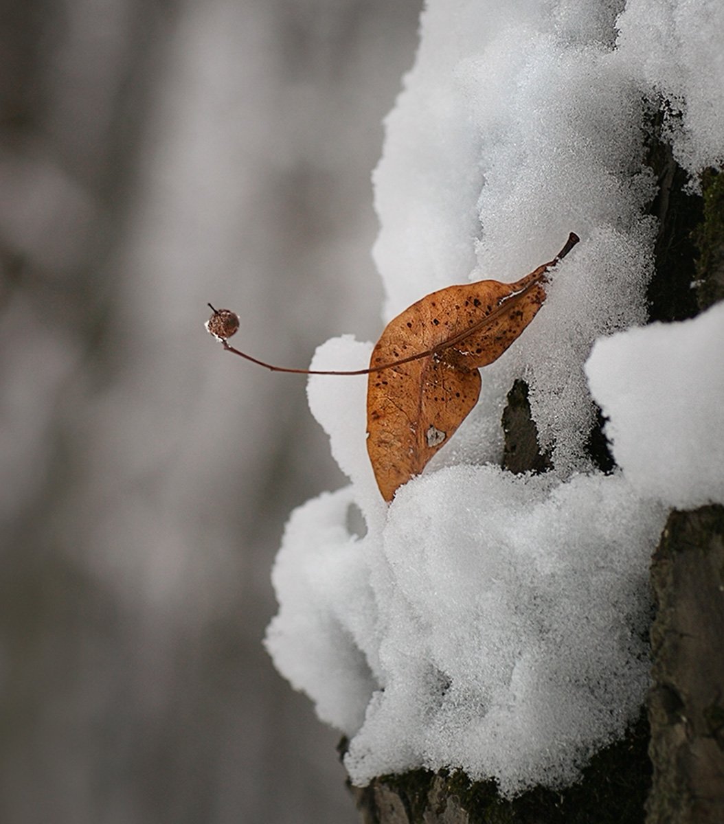 зима, снег лист, Vera Trandina