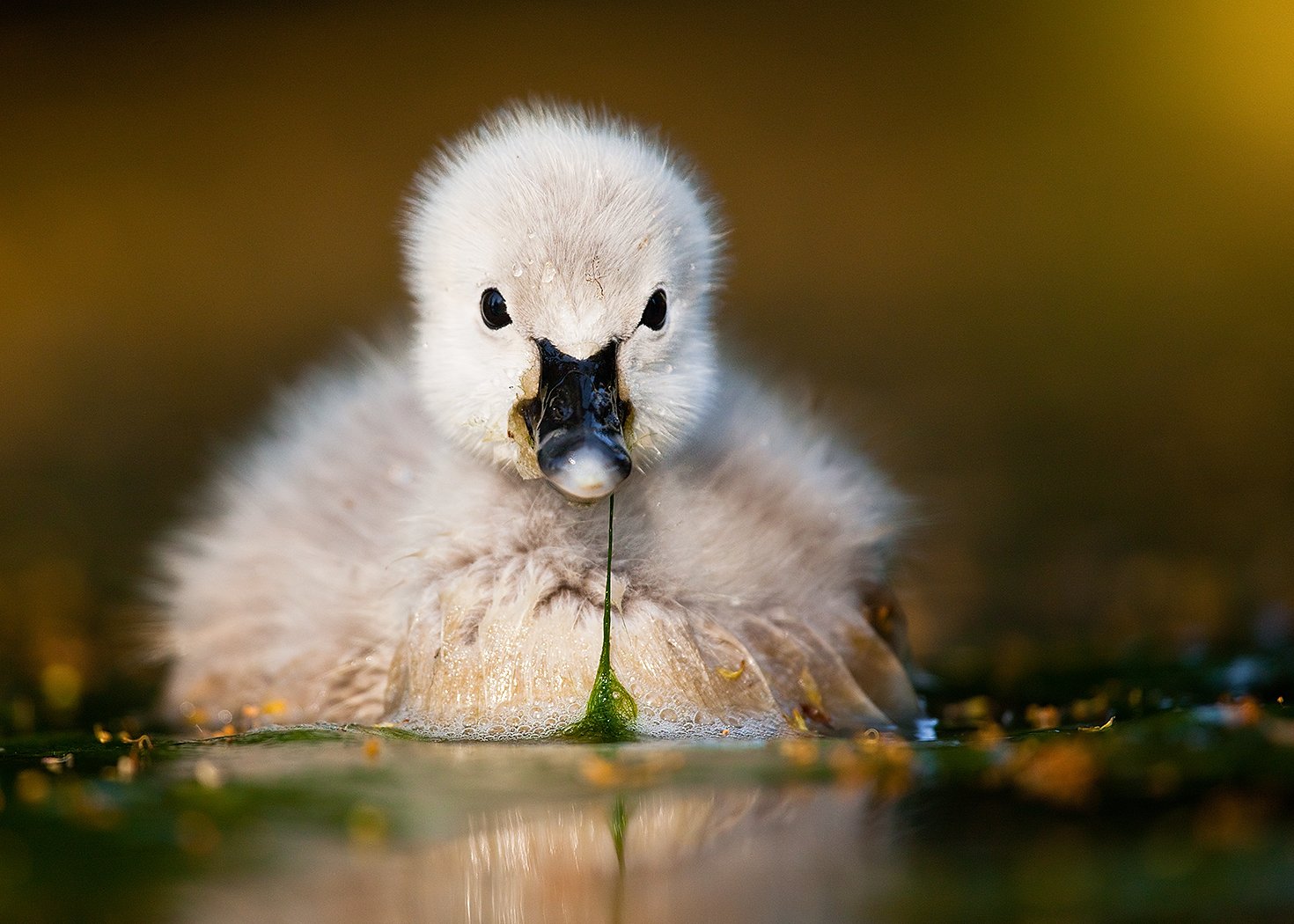 , Robert Adamec