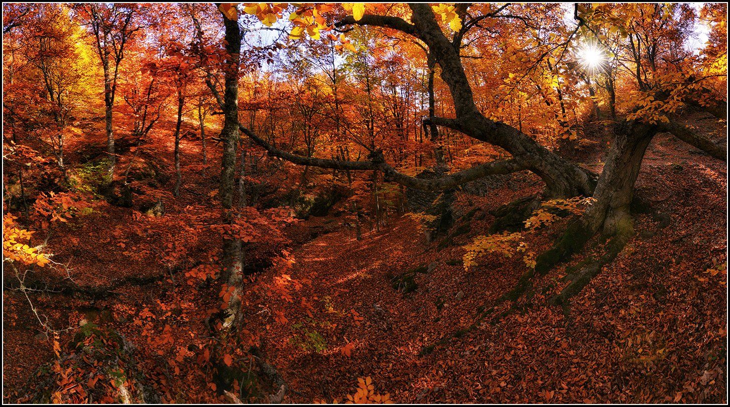 крым, демирджи, осень, буковый лес, панорама, АНАТОЛИЙ ДОВЫДЕНКО