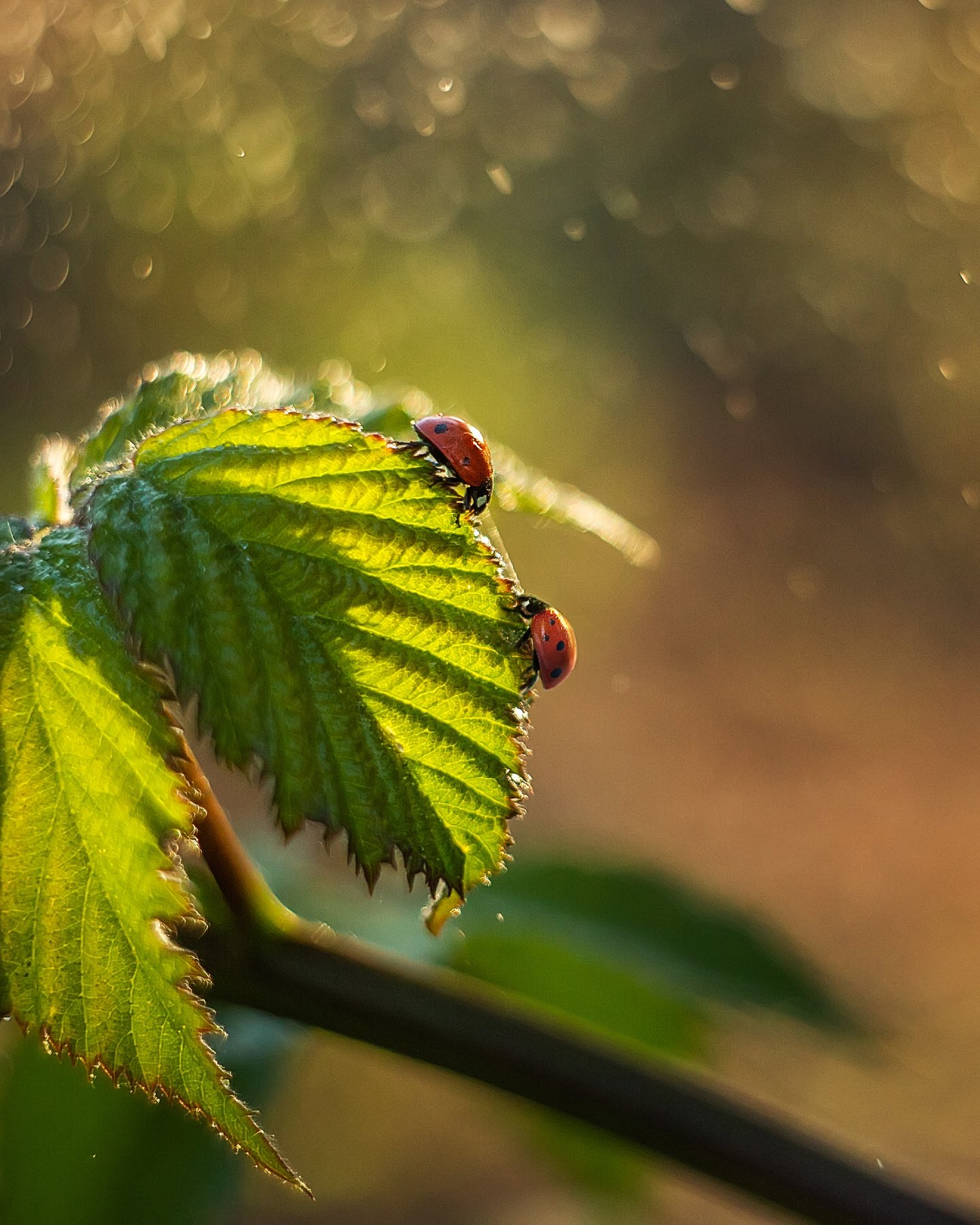 macro, Анастасия Колесникова