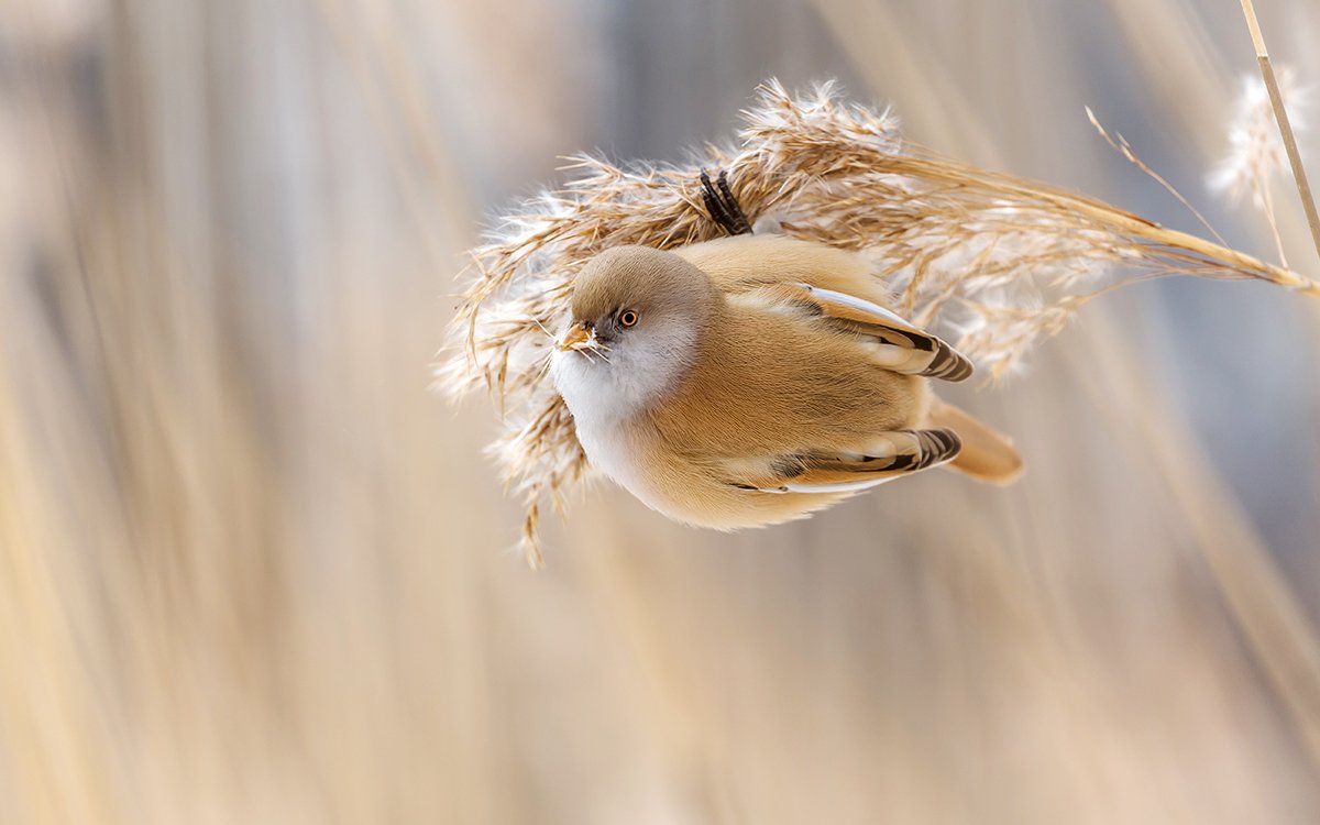 птица, дикая птица, орнитология, дикая природа, фотоохота, синица, усатая синица, Victor Dubinkin