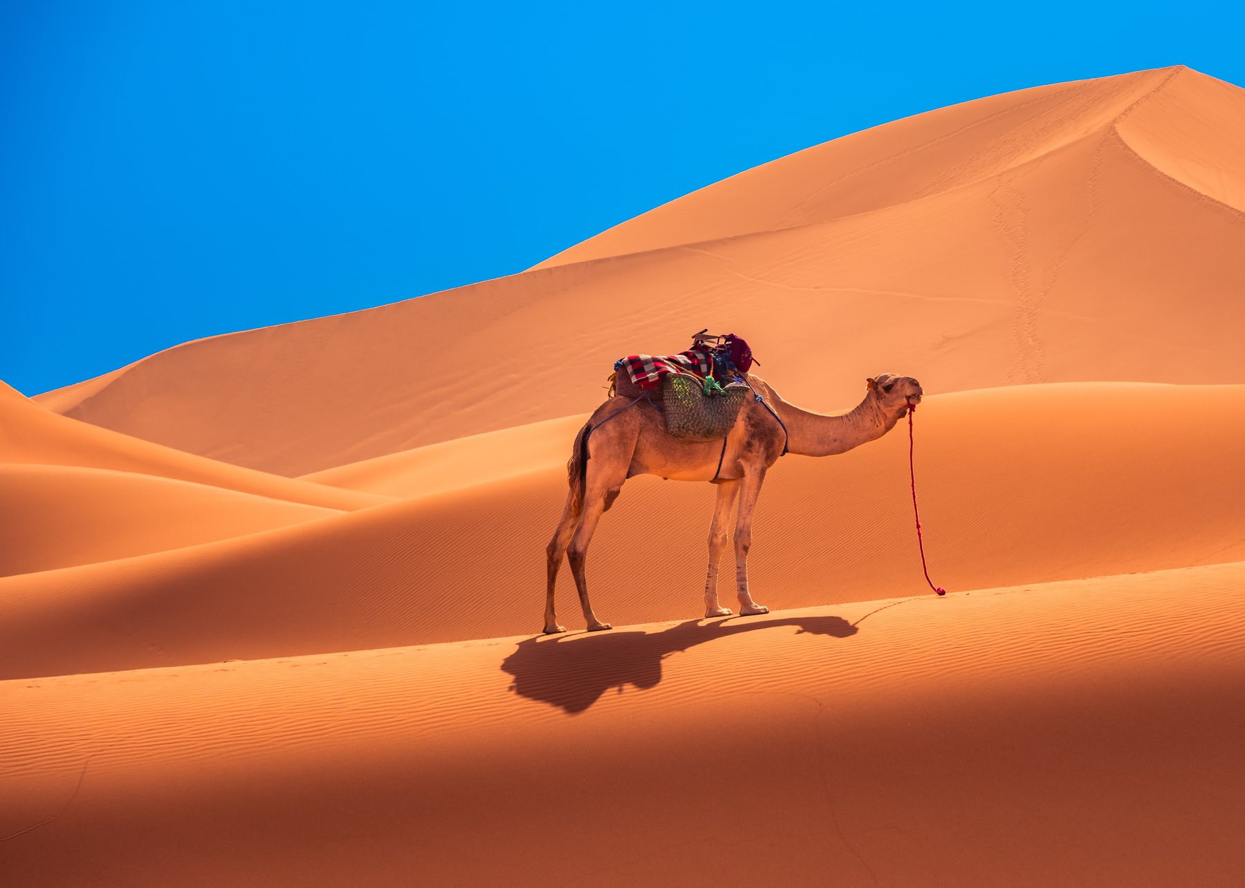 Camel, Sahara, Maroc, Sand, Prybinski Miroslaw