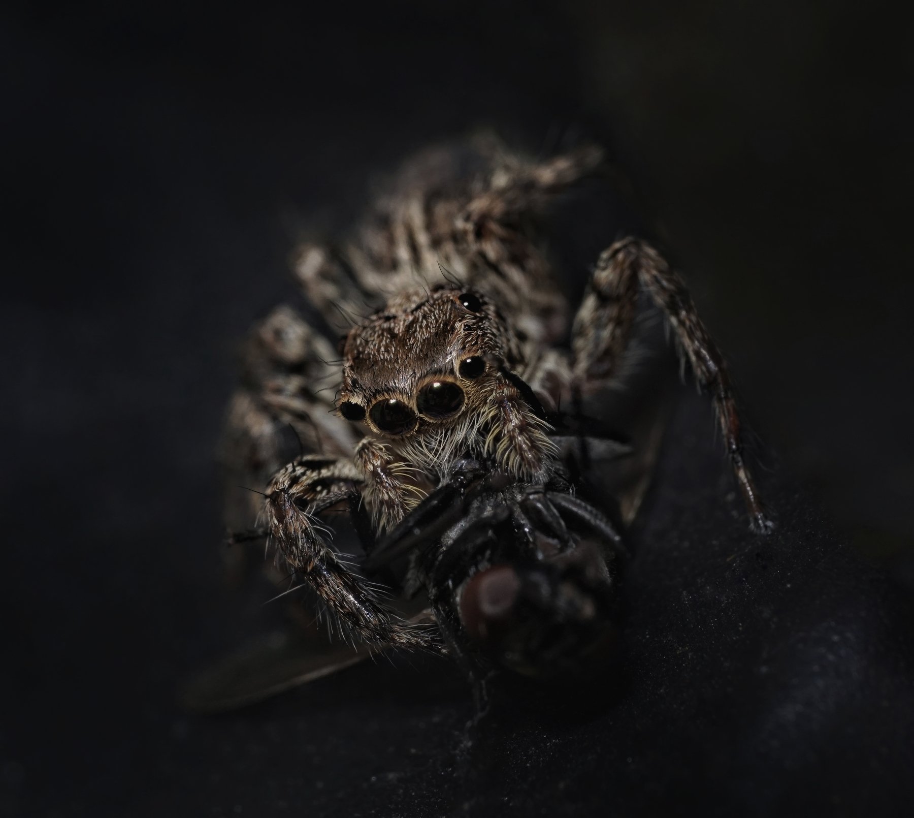 #macro #spider #black, Rinto Adhitama Wahjuni