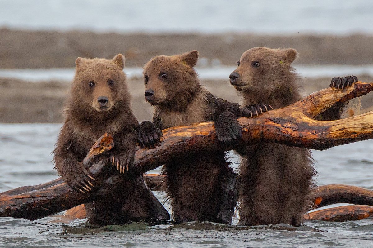 камчатка, медведь, природа, путешествие, фототур, животные, лето, Денис Будьков