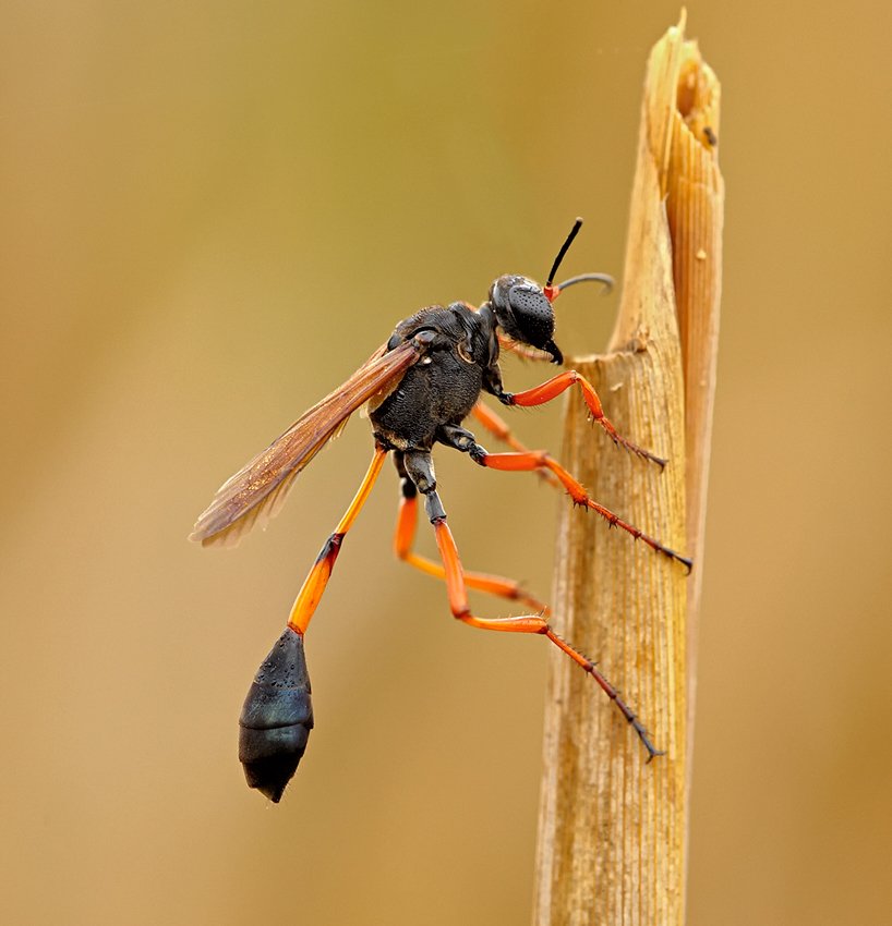 macro, closeup, insect, макро, насекомые, gnilenkov, Alexey Gnilenkov