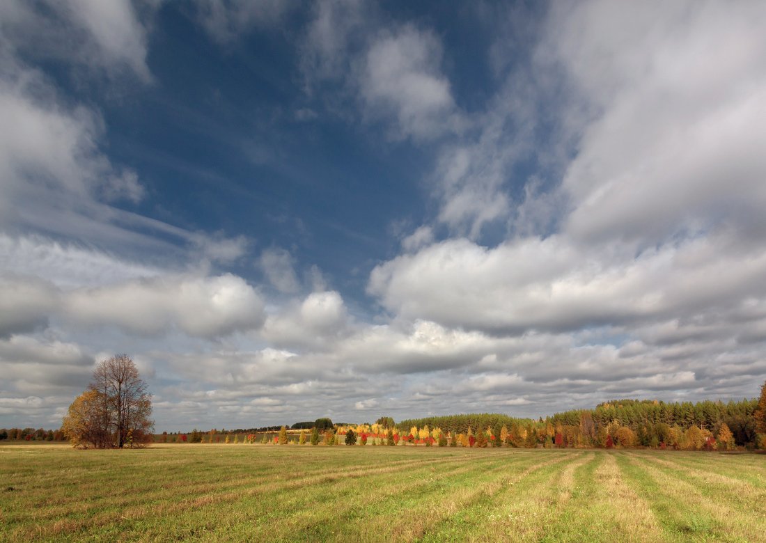 поле, трава, полосы, деревья, лес, осень, краски, облака, осень, Георгий Машковцев