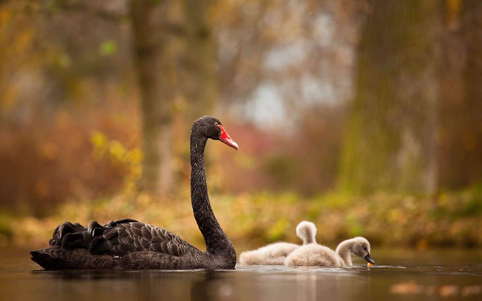 , Robert Adamec