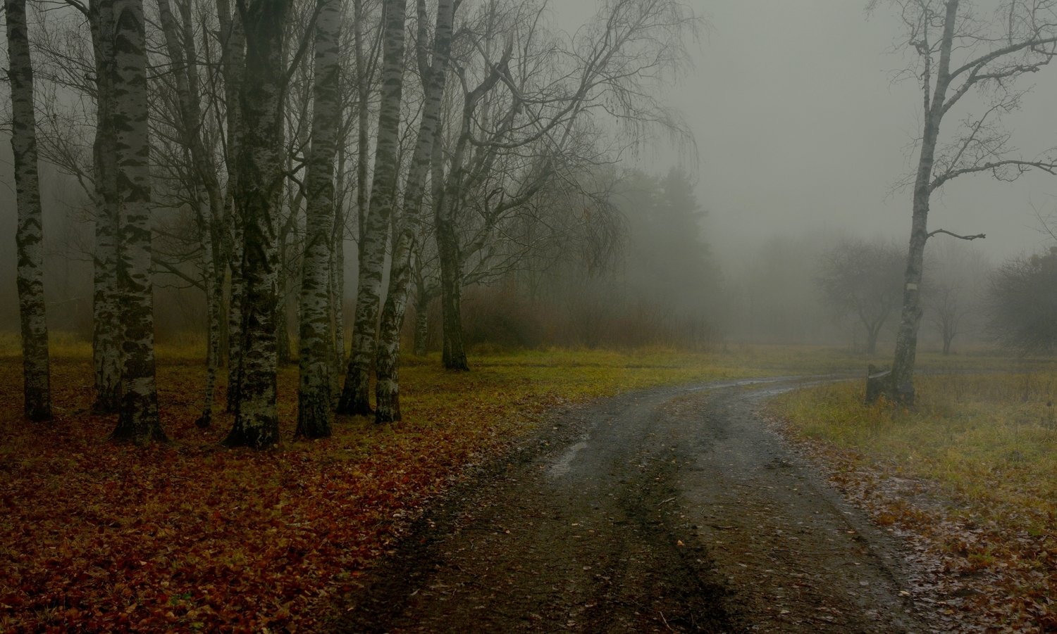 осень листва утро деревья туман дорога, Александр Жарников
