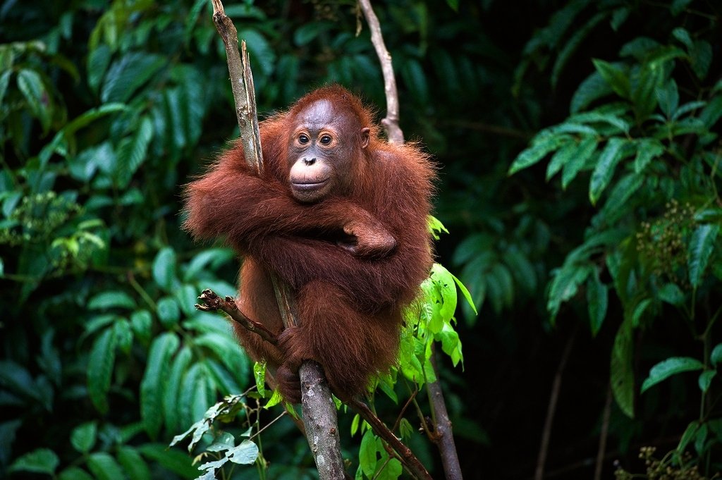 orangutan, nature, wild, animal, pong, indonesia, borneo, Сергей Урядников