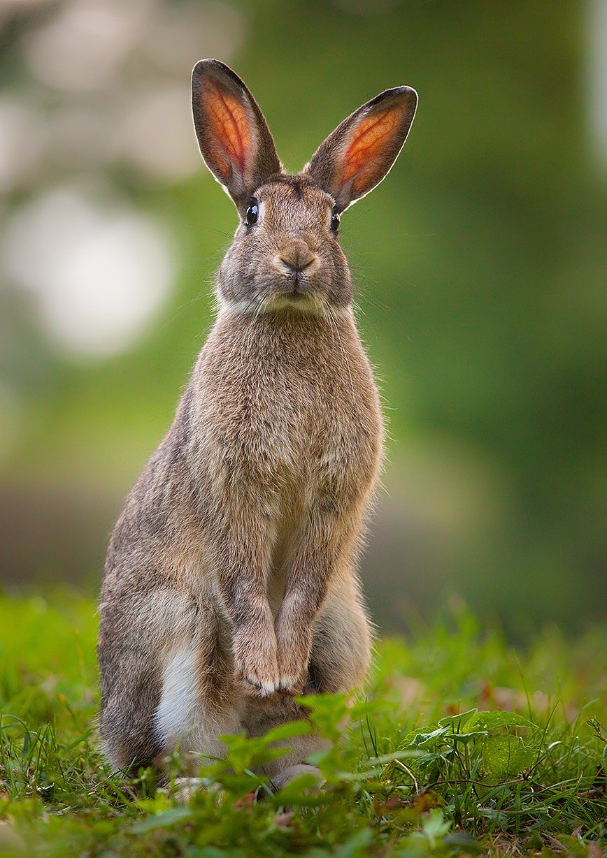 , Robert Adamec