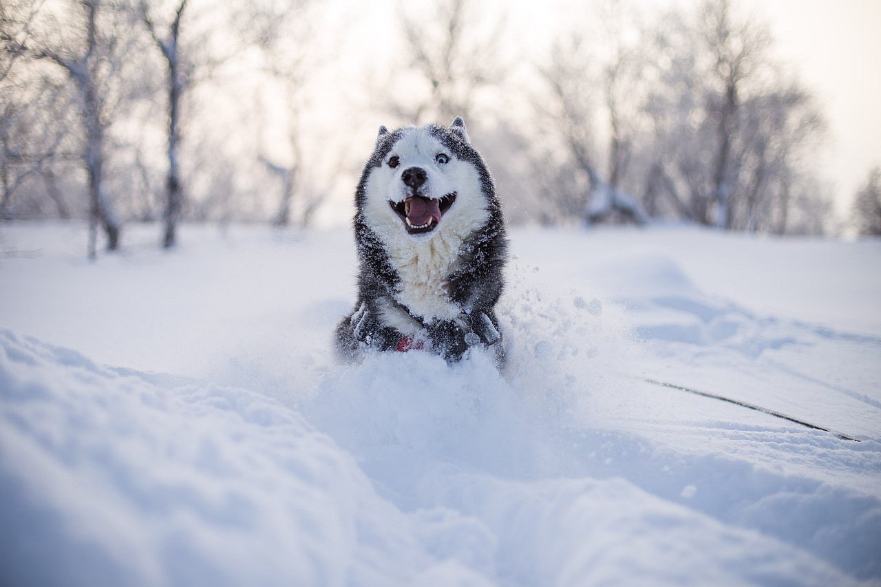 собака, снег, winter, dog, animals, север, кольский край, солнце, мороз, Алёна Салтыкова