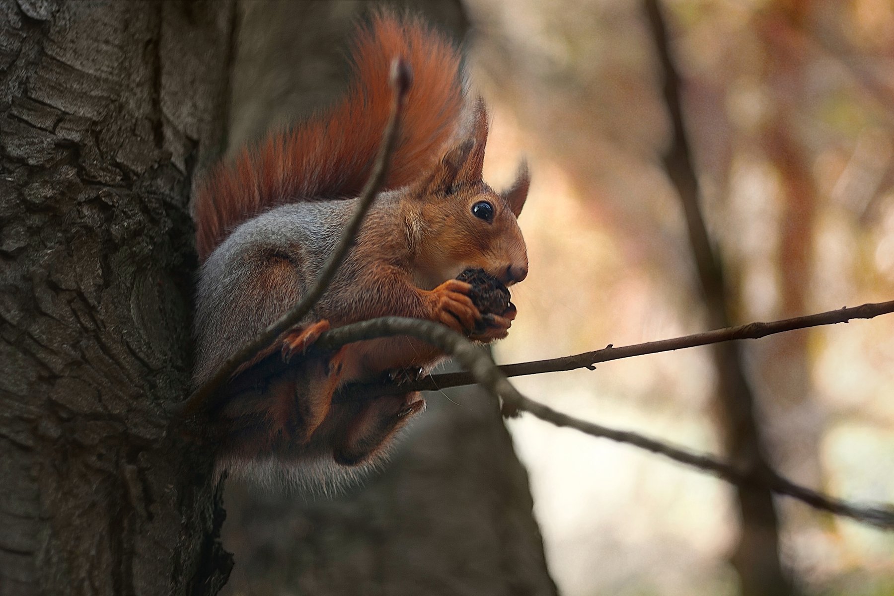 squirrel ,белка,минск, беларусь, животные, Полина Хрол