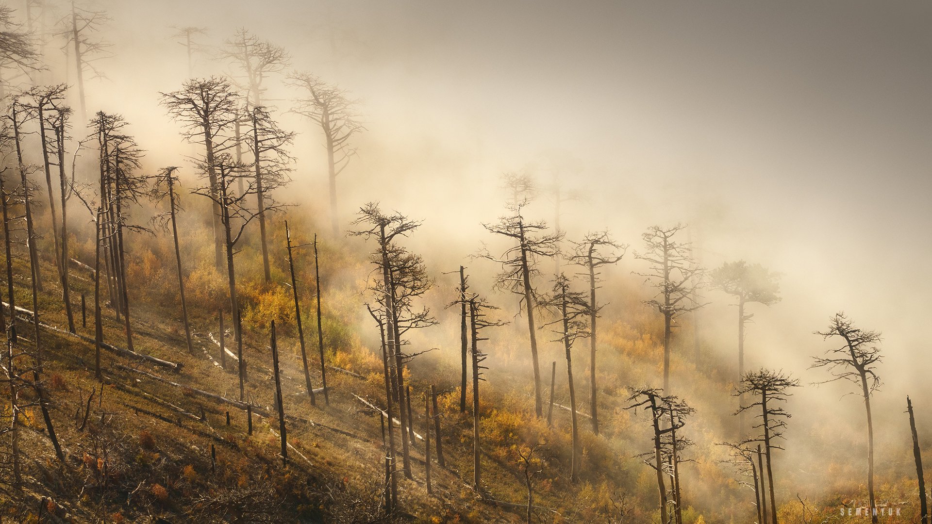 крым, ай-петри, лапата, облака, туман, гарь, осень, сосны, landscape, pine\'s, fog, mountain., Семенюк Василий