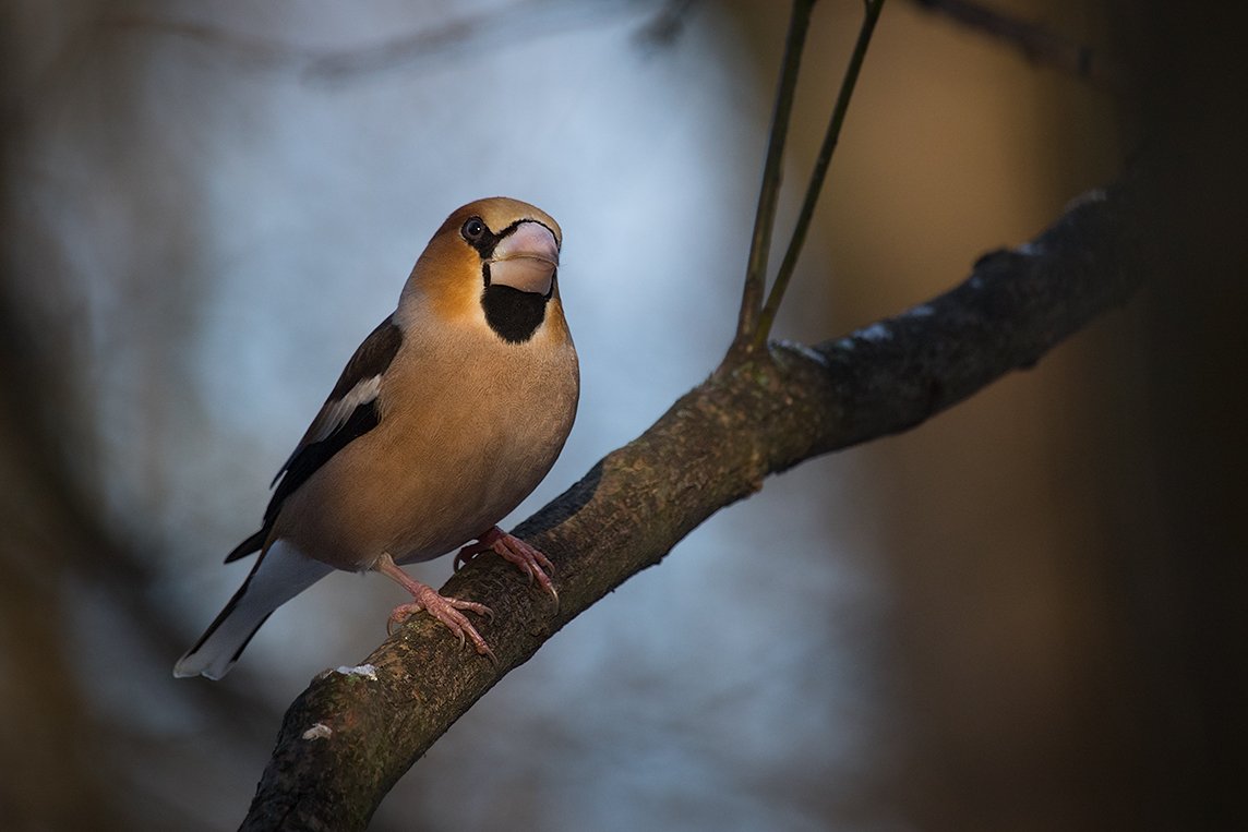 , Robert Adamec