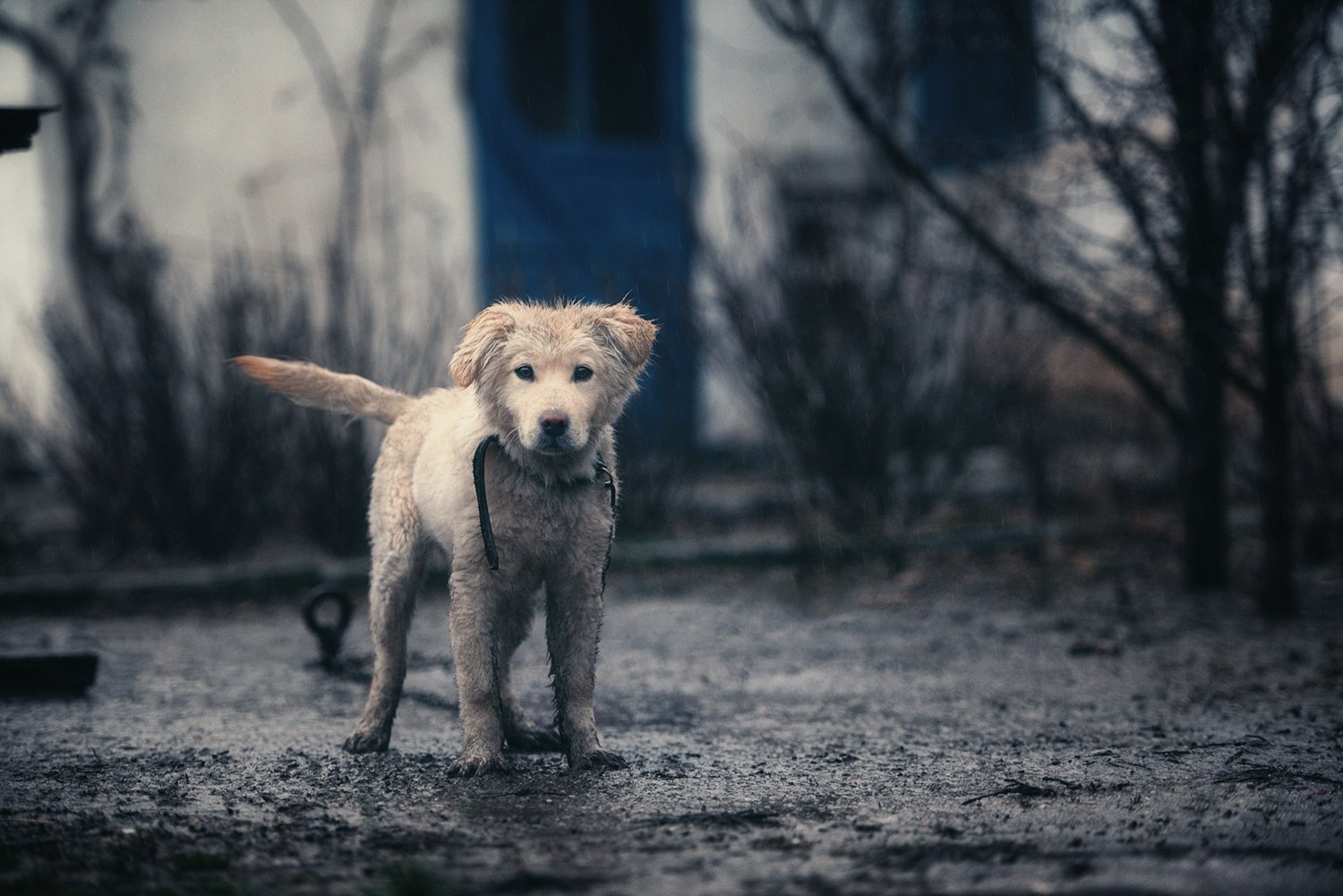 щенок, служба, обязанности, Вьюшкин Игорь