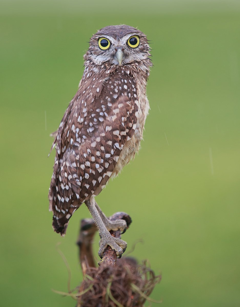 кроличий сыч, florida,burrowing owl, owl, флорида,сыч, Elizabeth Etkind