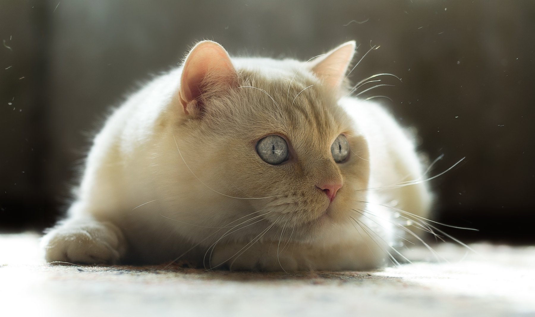 cat,british,cute,white , кот, британец, животные, минск, беларусь, Полина Хрол