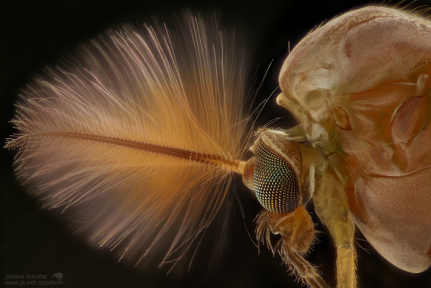 johann schutte insect macro mosquito www.js.net.nz/album, Johann Schutte