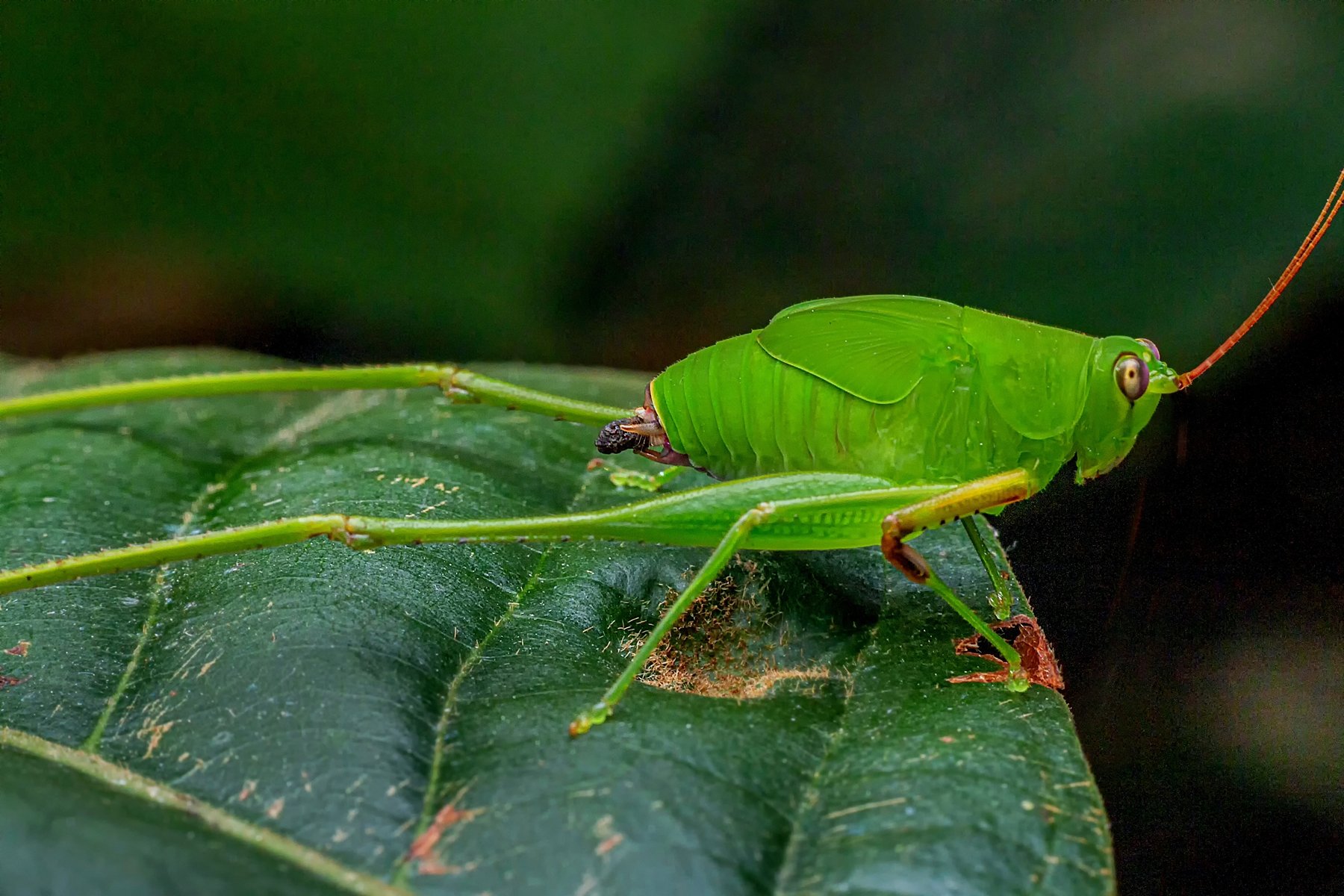 bush-cricket, long-horned grasshopper, Tettigoniidae, garden, dark, outdoor, forest, animal, insect, green, leaf, night, small, focus, one shot, beautiful, , NeCoTi ChonTin