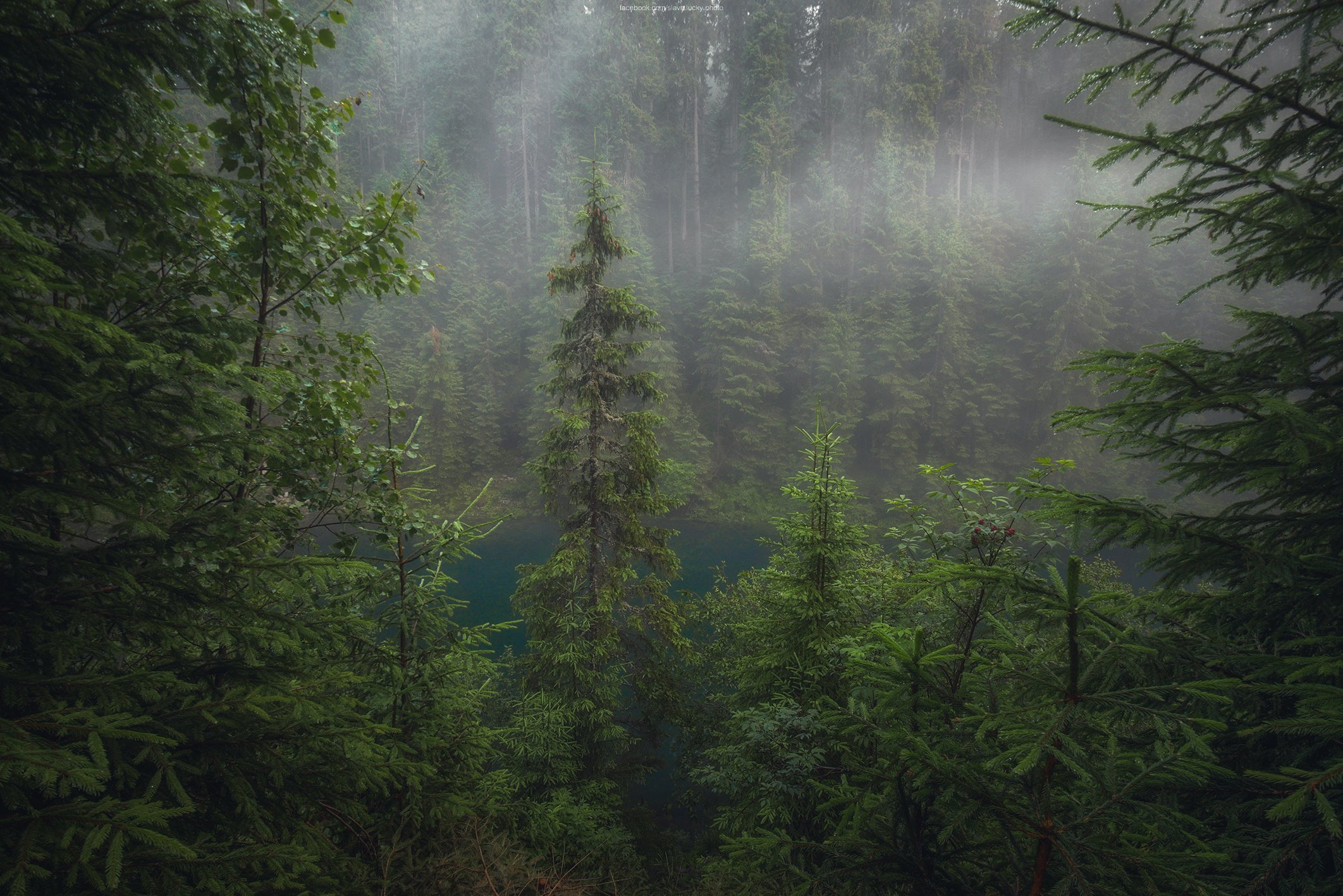 природа, лес, деревья, зелёный, озеро, туман, капли, карпаты, Slava Lucky