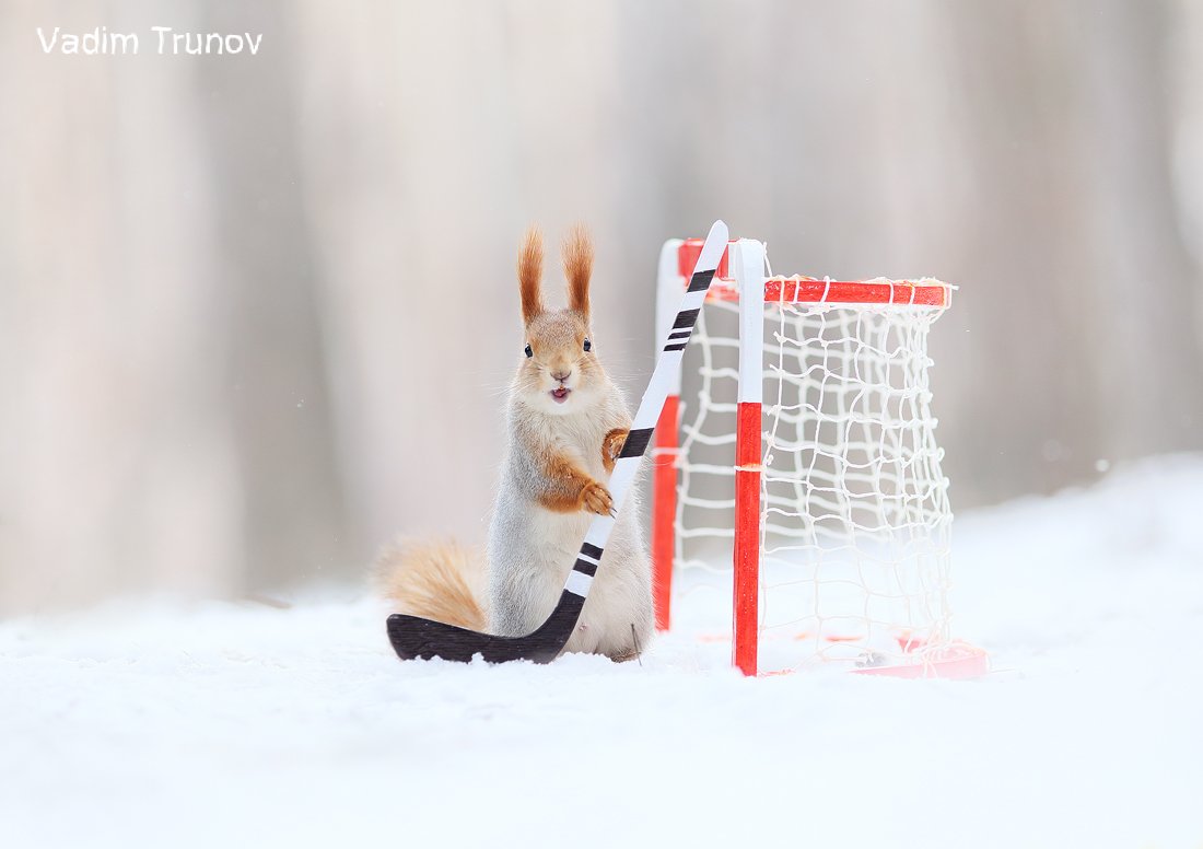 белка, хоккей, спорт, squirrel, Вадим Трунов