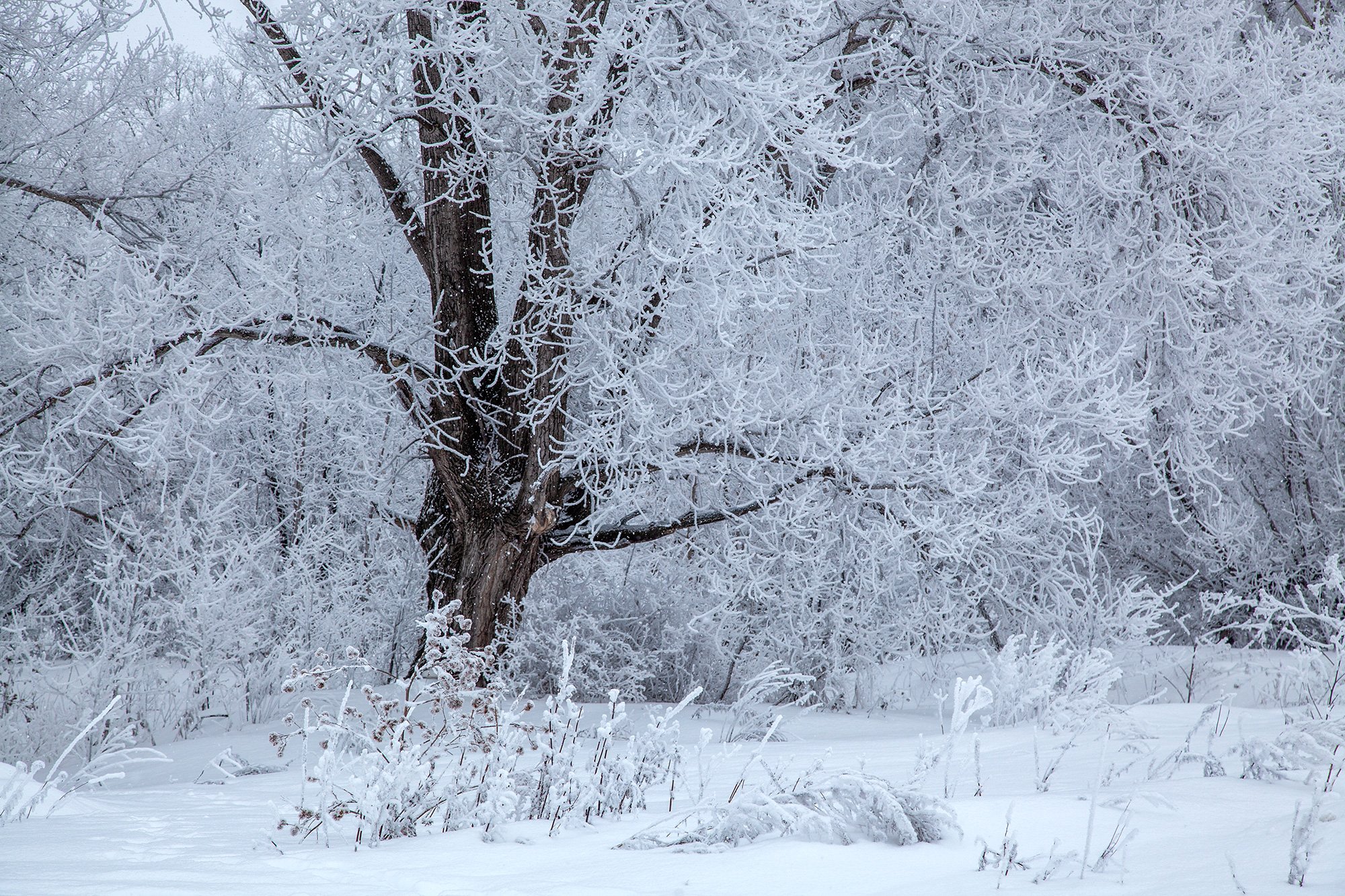 пейзаж,зима,дерево,иней снег,сугроб, Тамара Андреева