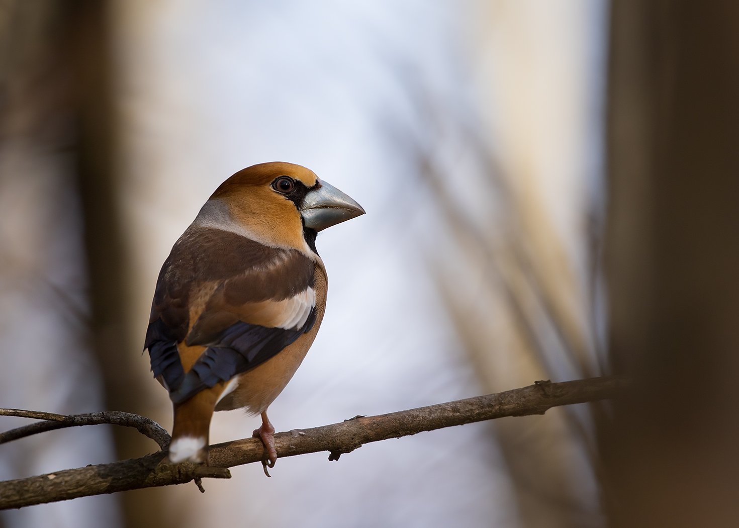 , Robert Adamec