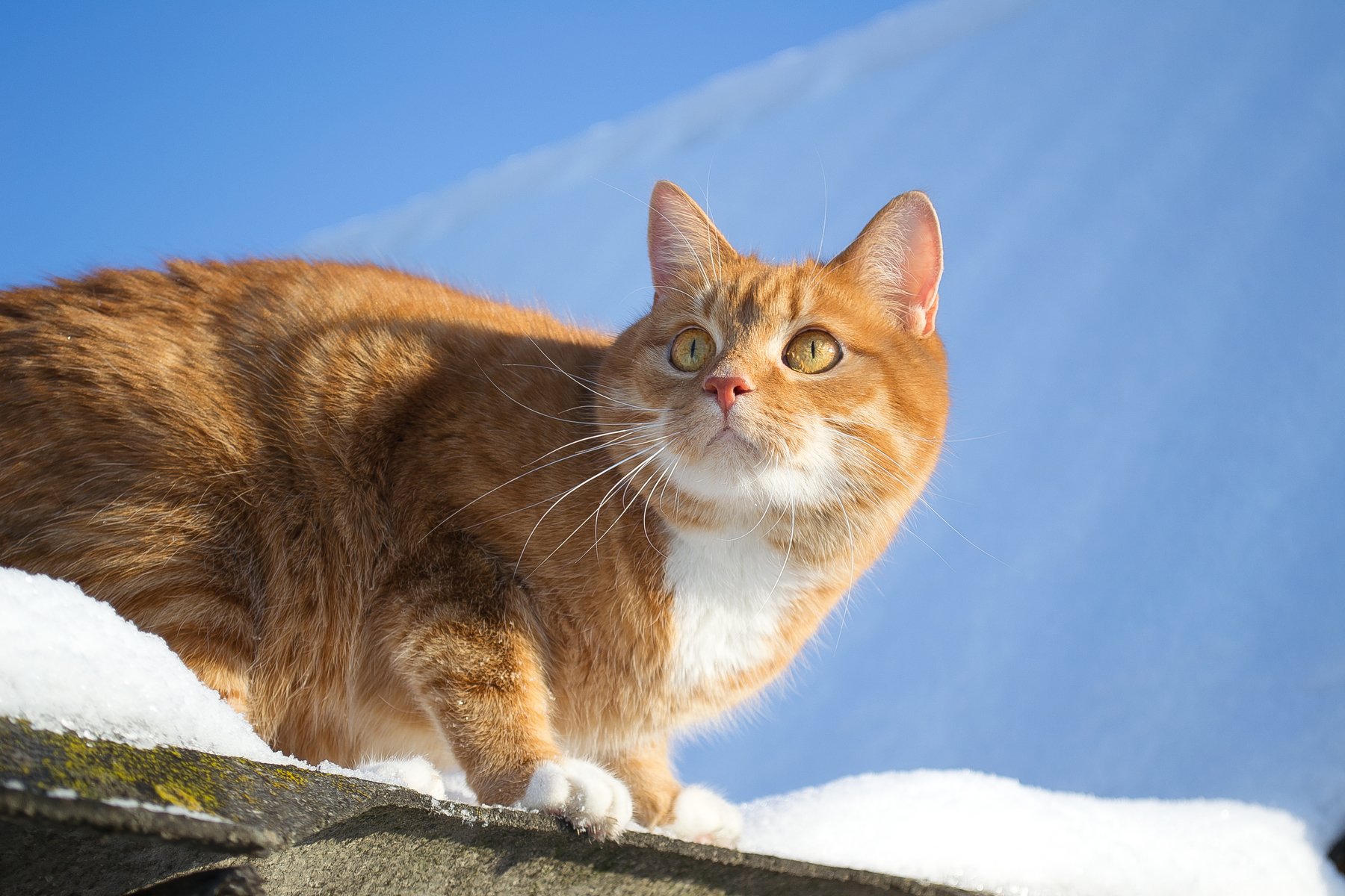 cat,cute, кот, животные, минск, беларусь, снег, зима, Полина Хрол