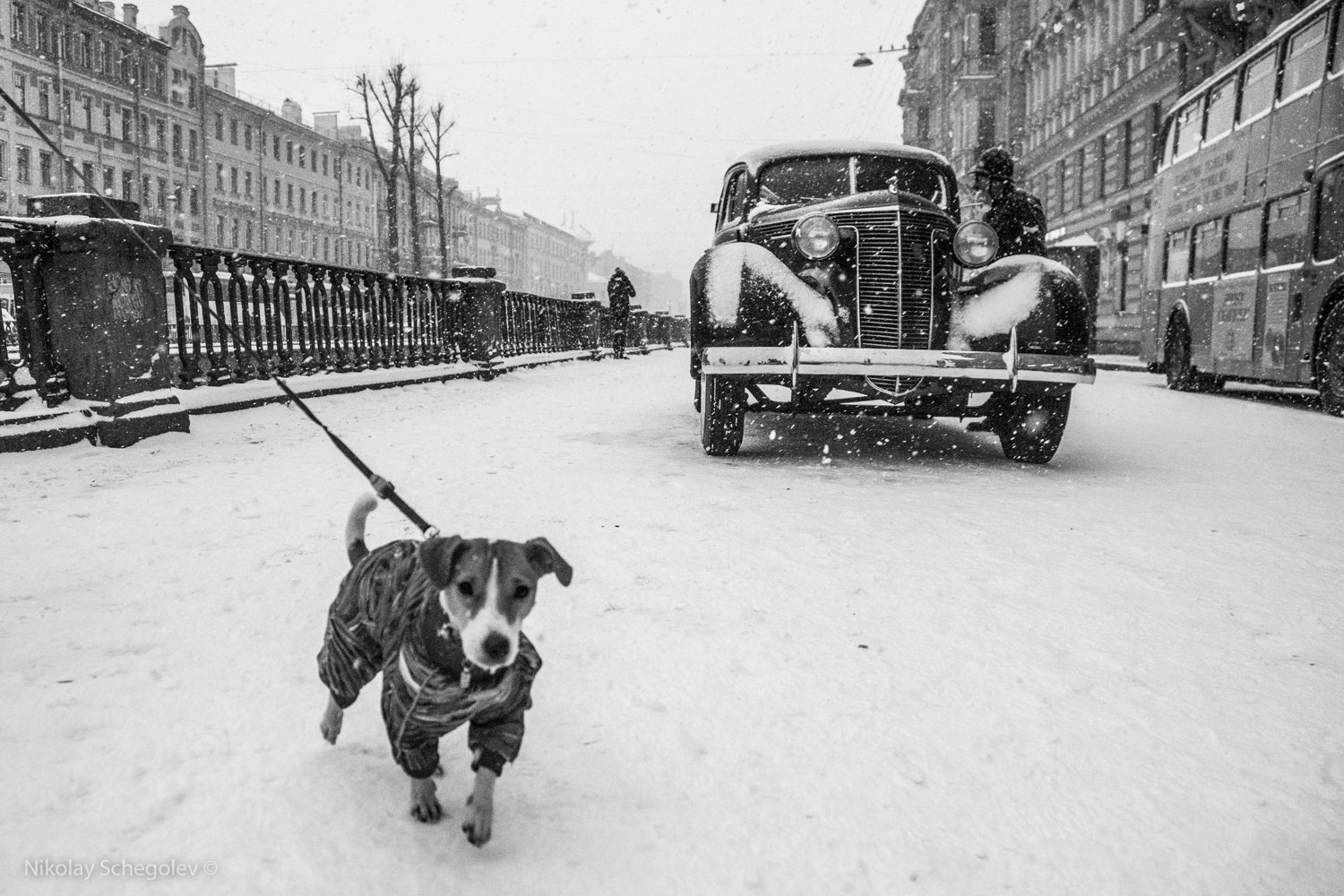 собака, чб, стрит, старый автомобиль, петербург, Николай Щеголев