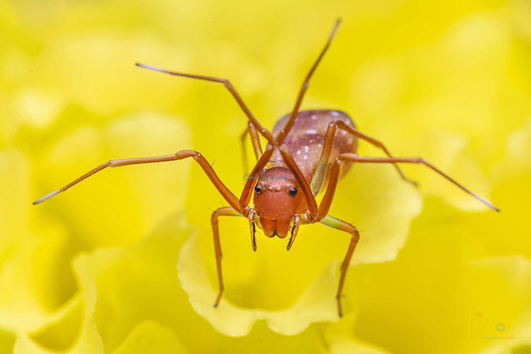 No People,  Animal,  Insect, Biting,  Close-up,  Pest,  Animal, Wildlife,  Nature,  Macrophotography,  macro,  Small,  Beautiul,  red, color,  yellow,  flower,  Spider,  Ant,  Human, Skin,  Upper East  Coast,  crab,  spider,  ant-mimic,  amyciaea,  lineat, NeCoTi ChonTin