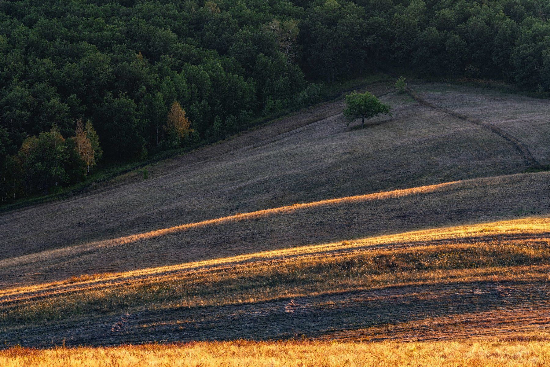 закат, лес, опушка, дерево, поляна, кувандык, оренбуржье, Илья Логачёв