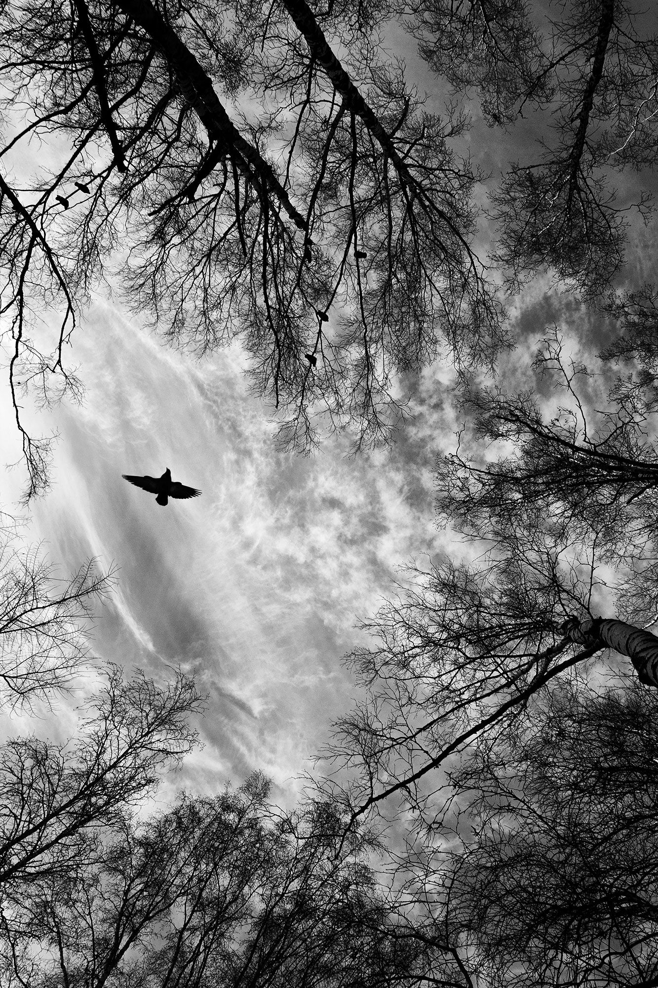 природа, небо, деревья, птицы, облака, черно-белое, настроение, атмосфера, чб, Александр Харизанов