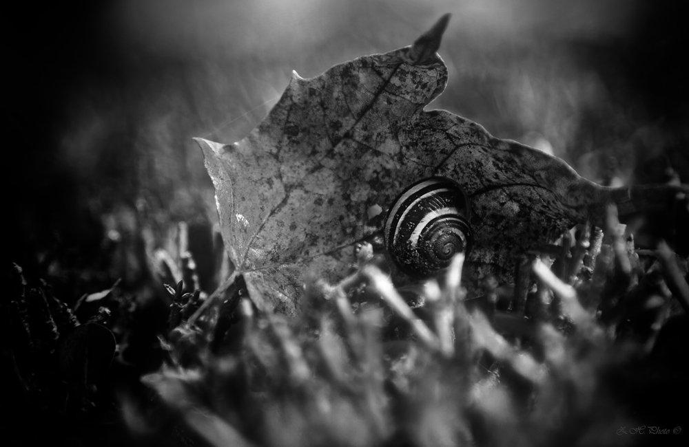 snail, leaf, bokeh, b/w, Zdravko