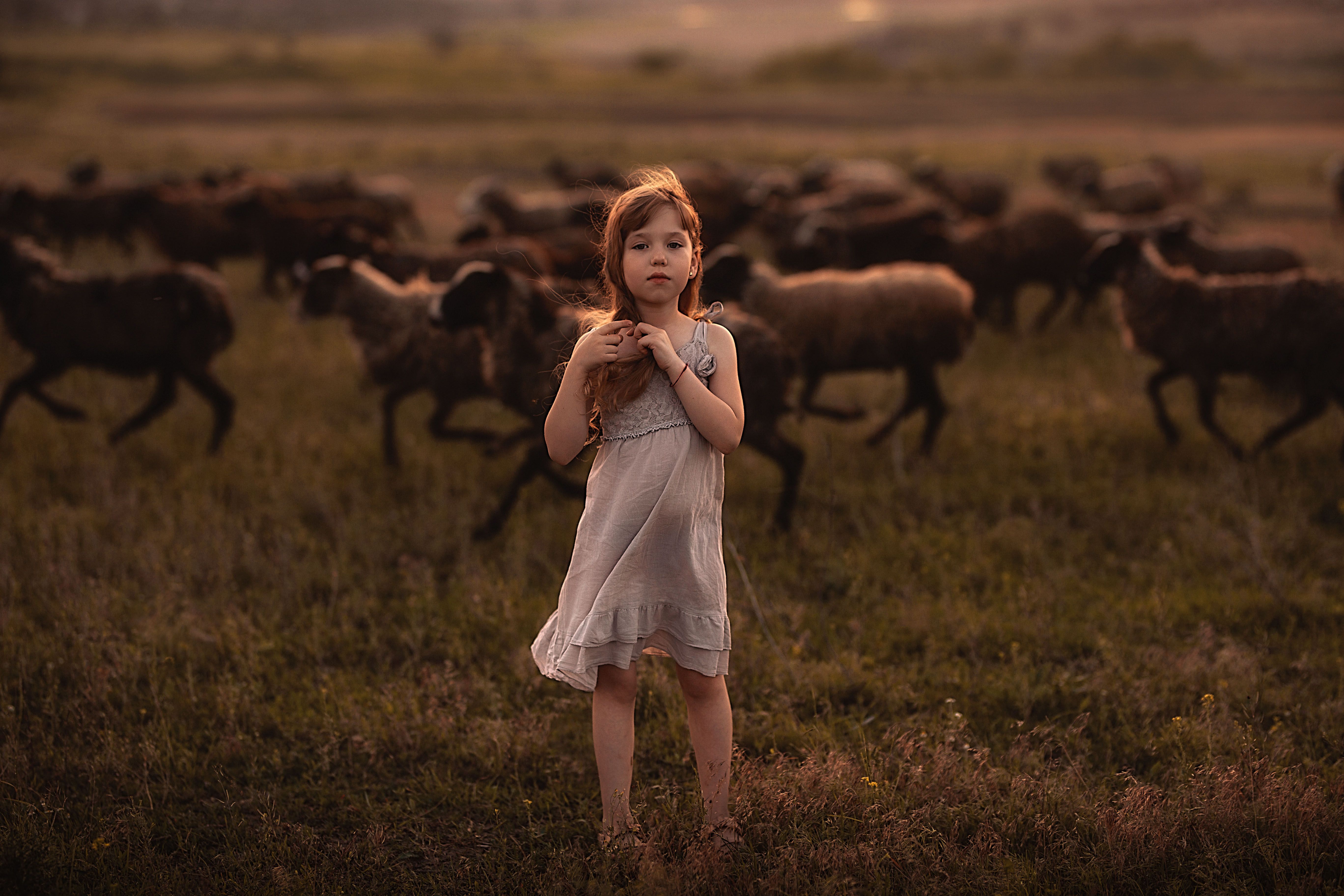 девочка поле закат детство овцы стадо ритм лето безмятежность, Марина Еленчук
