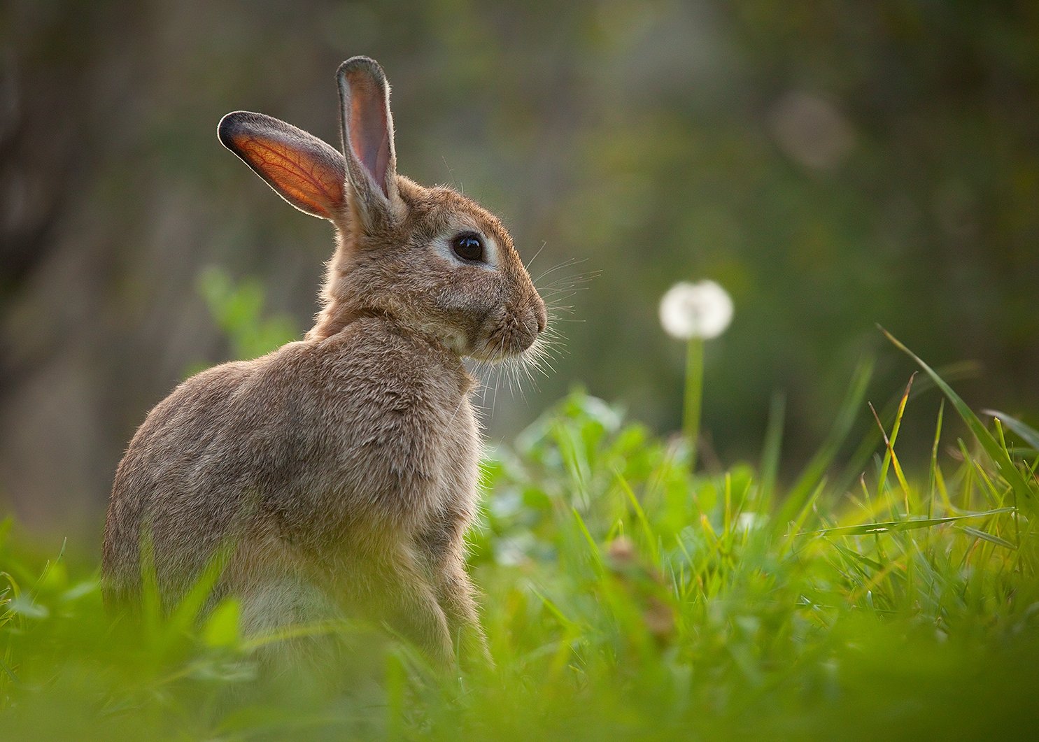 , Robert Adamec