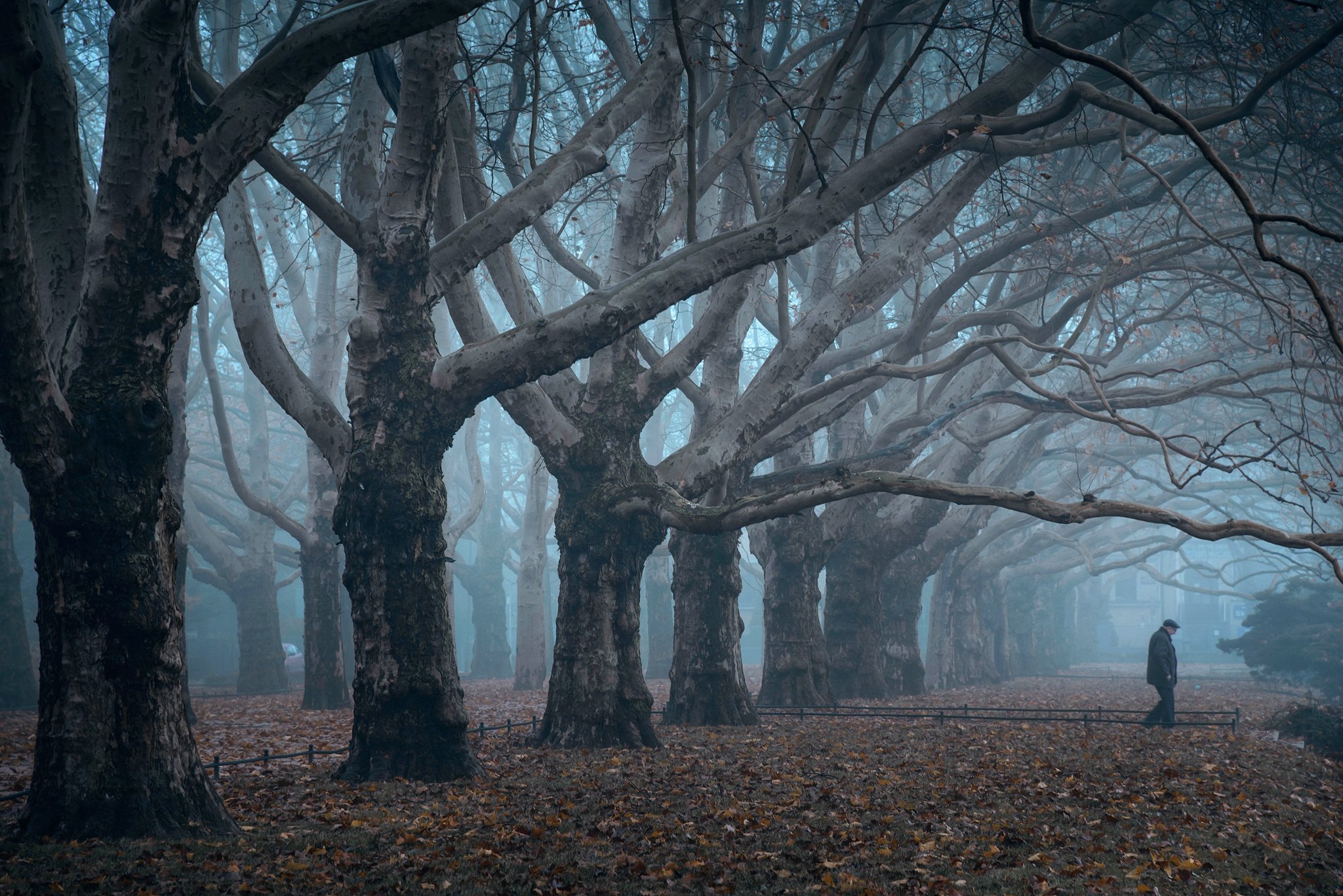 исчезающий vanishing old man trees dranikowski foggy morning platans tree path fog mist magic foggy, Radoslaw Dranikowski
