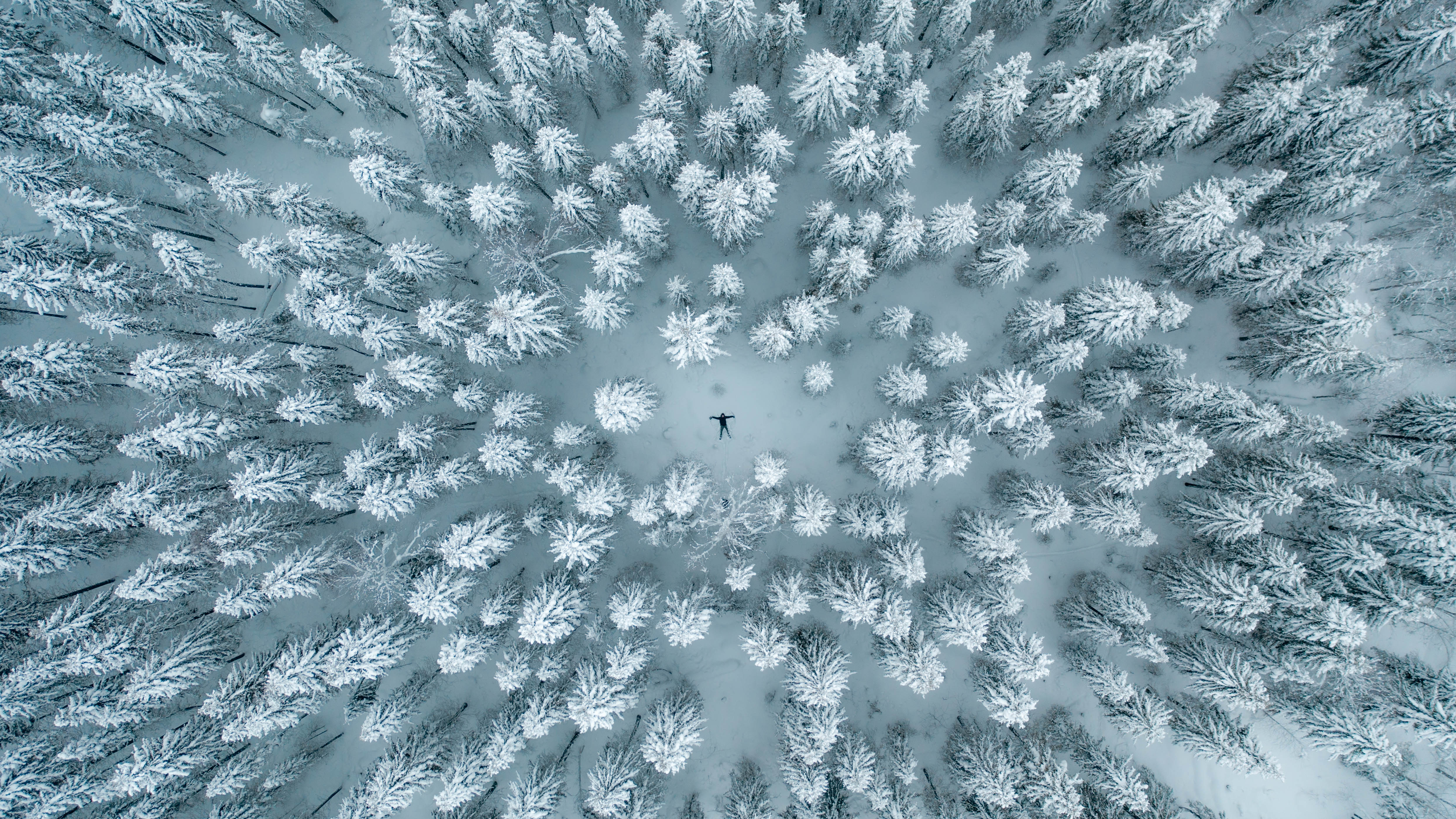 top view, overhead, topdown, aerial, winer, forest, tree, snow, white, pine, Богдан Синайский