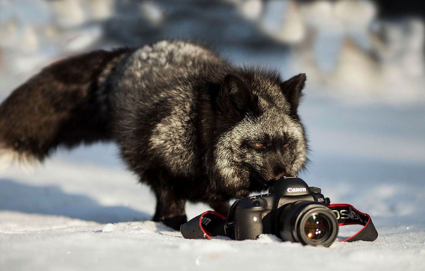 лисица,чернобурая,дикая,зима,фотоаппарат, foxy, beautiful, photo camera, photographer, Юлия Стукалова