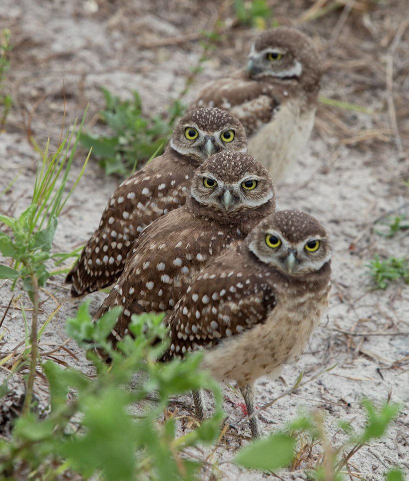 кроличий сыч, florida,burrowing owl, owl, флорида,сыч, Elizabeth Etkind