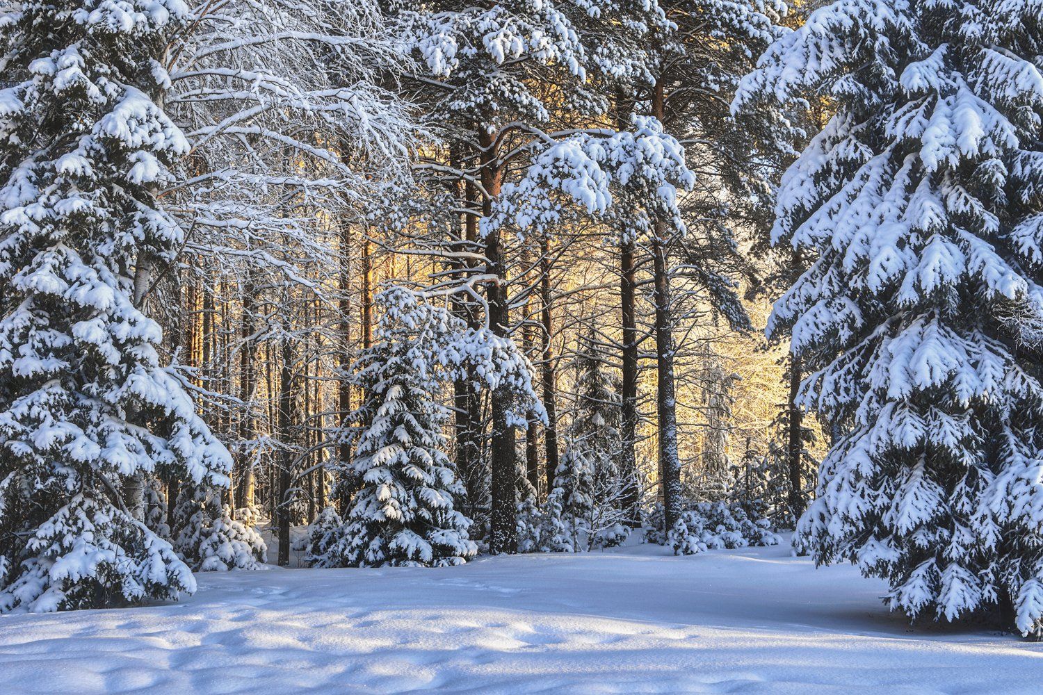 зима, снег, солнце, иней, лес, деревья, елки, сосны, Ра Вера