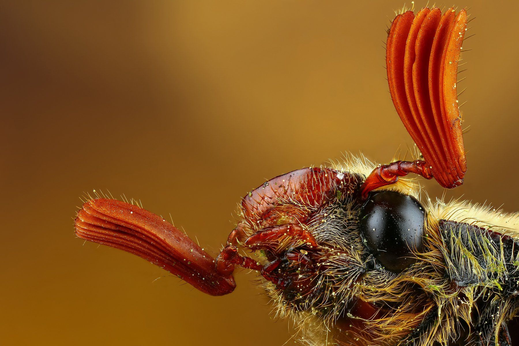 жук,макро,природа,усы,цвет,желтый,оранжевый,коричневый,насекомое, Андрей Шаповалов
