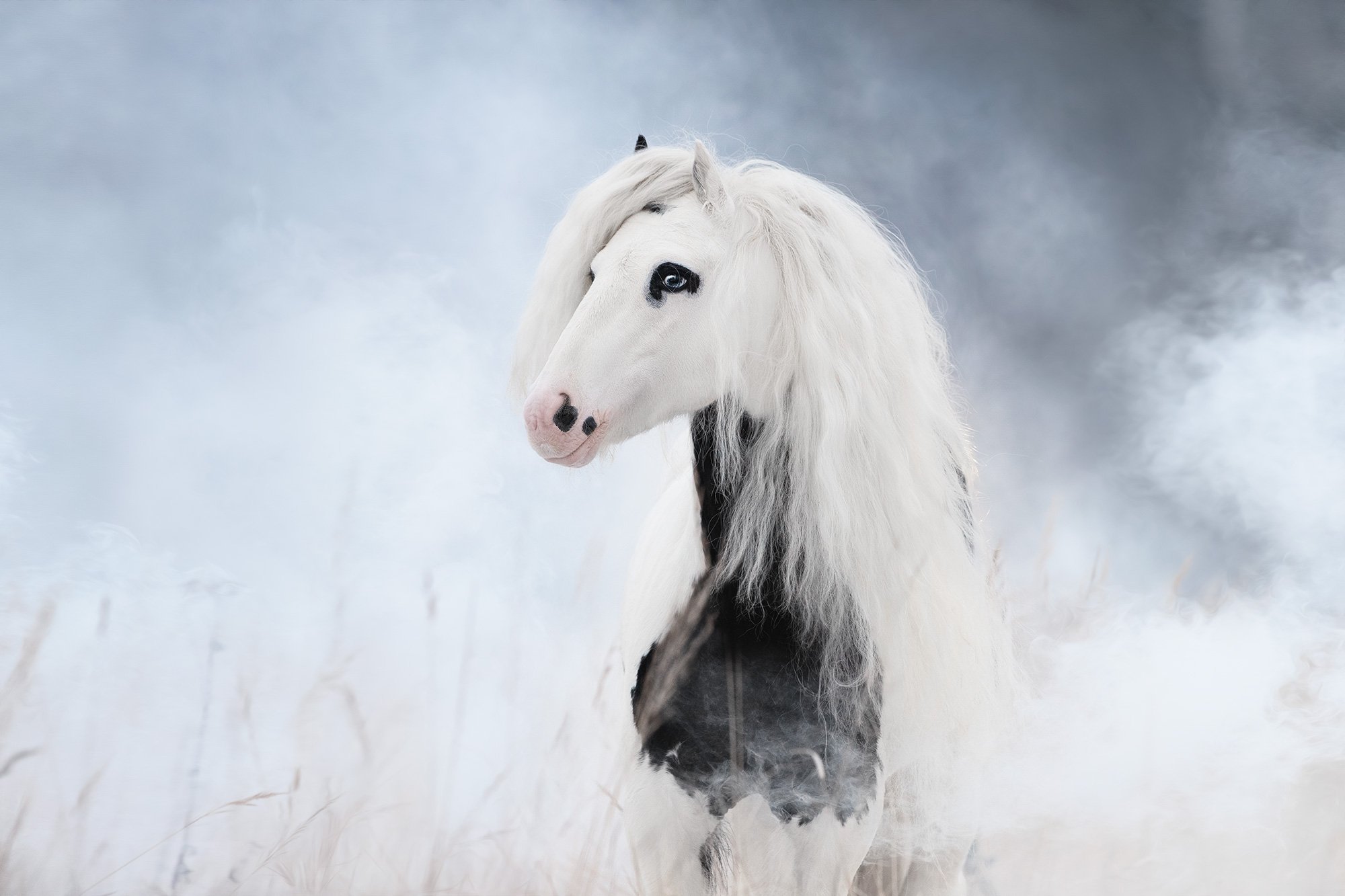 лошадь, туман, дым, пони, Анастасия Ветковская