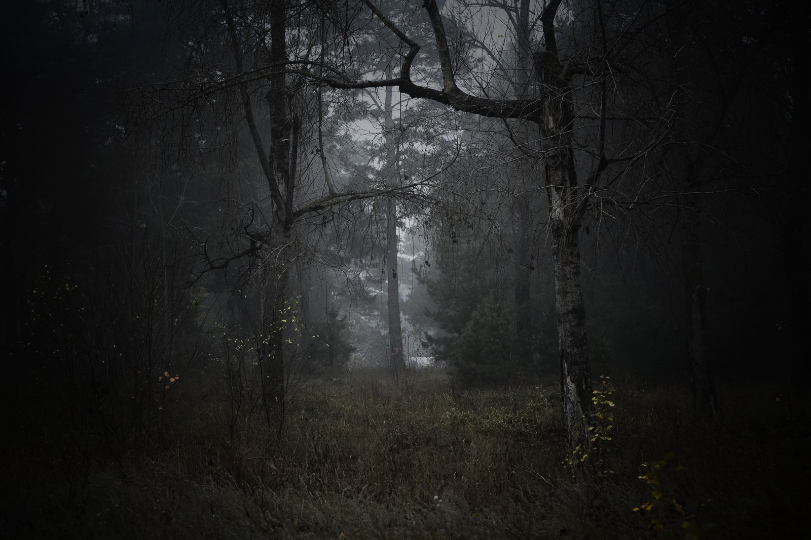 вечер осень лес туман, Иванчиков Дмитрий